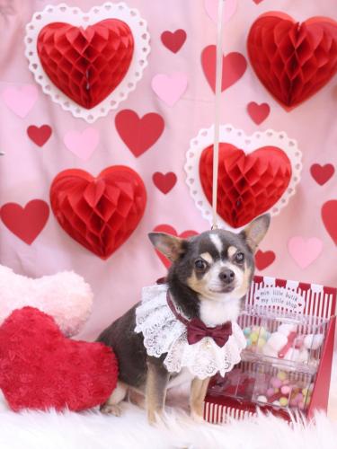 20240210メルくん